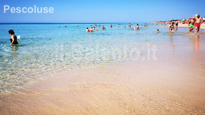 pescoluse